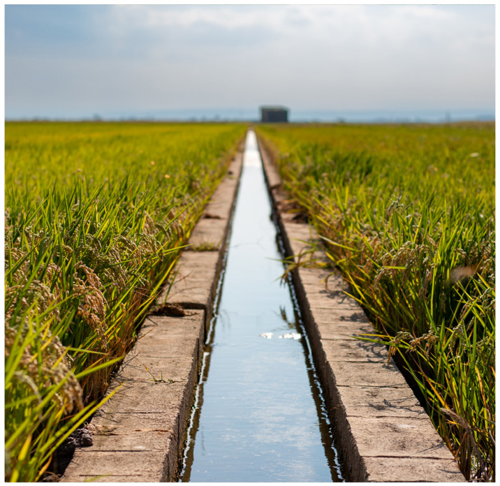 campo-arroz-agua